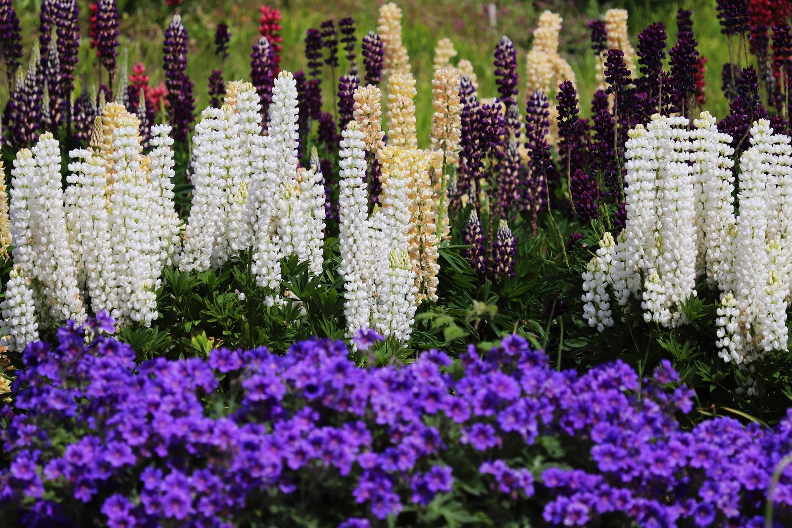 A deep English border of lupins in white, cream and purple at the height of summer